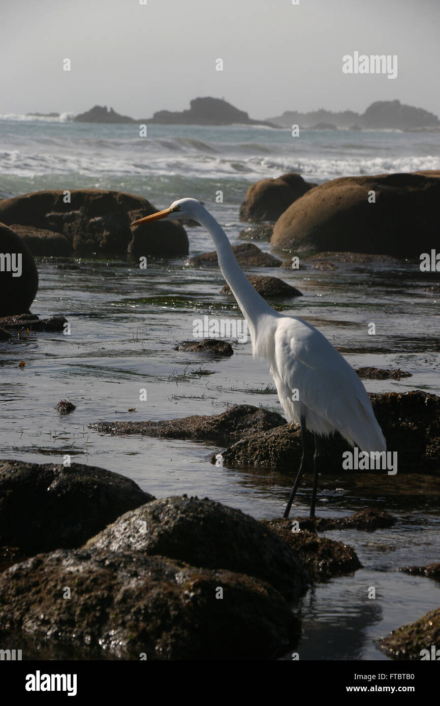 Grande Aigrette dans tide extérieure Leo Carrillo State Park la Pacific Coast Highway, Malibu, Calfornia Banque D'Images