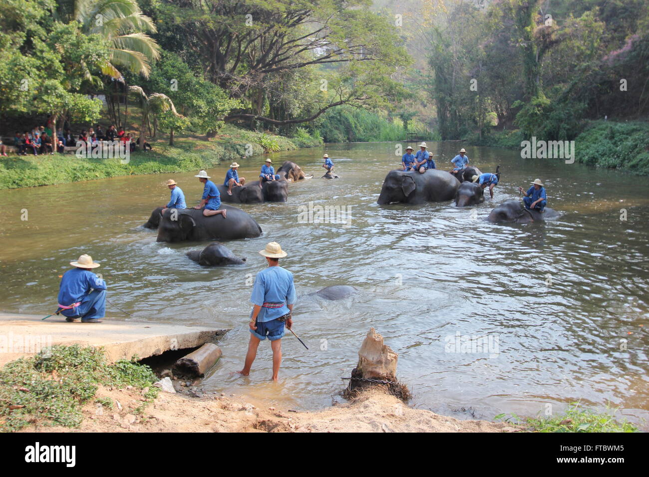 Les éléphants en captivité, Lampang, Thaïlande Banque D'Images