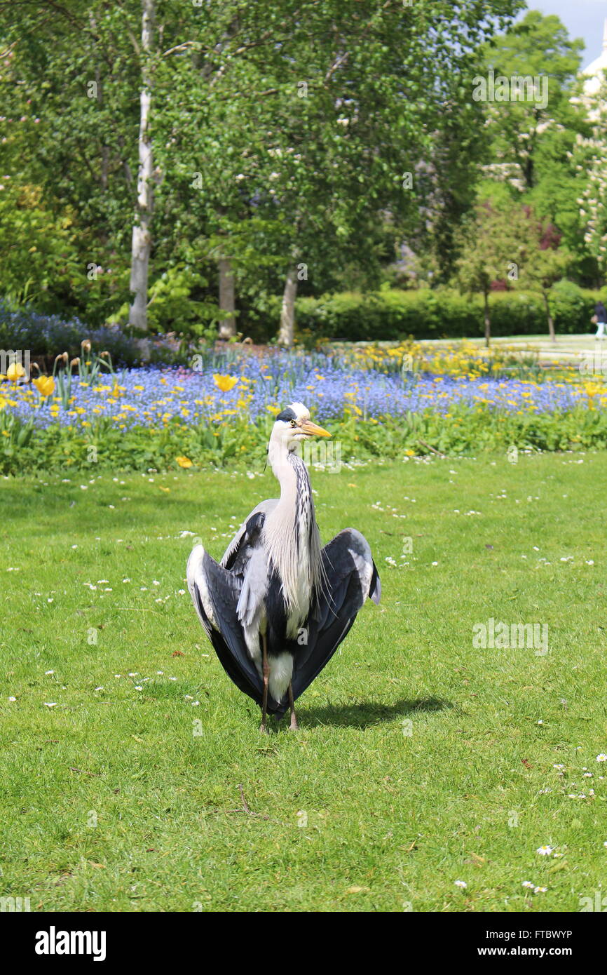 Héron cendré affichage dans Regents Park Banque D'Images