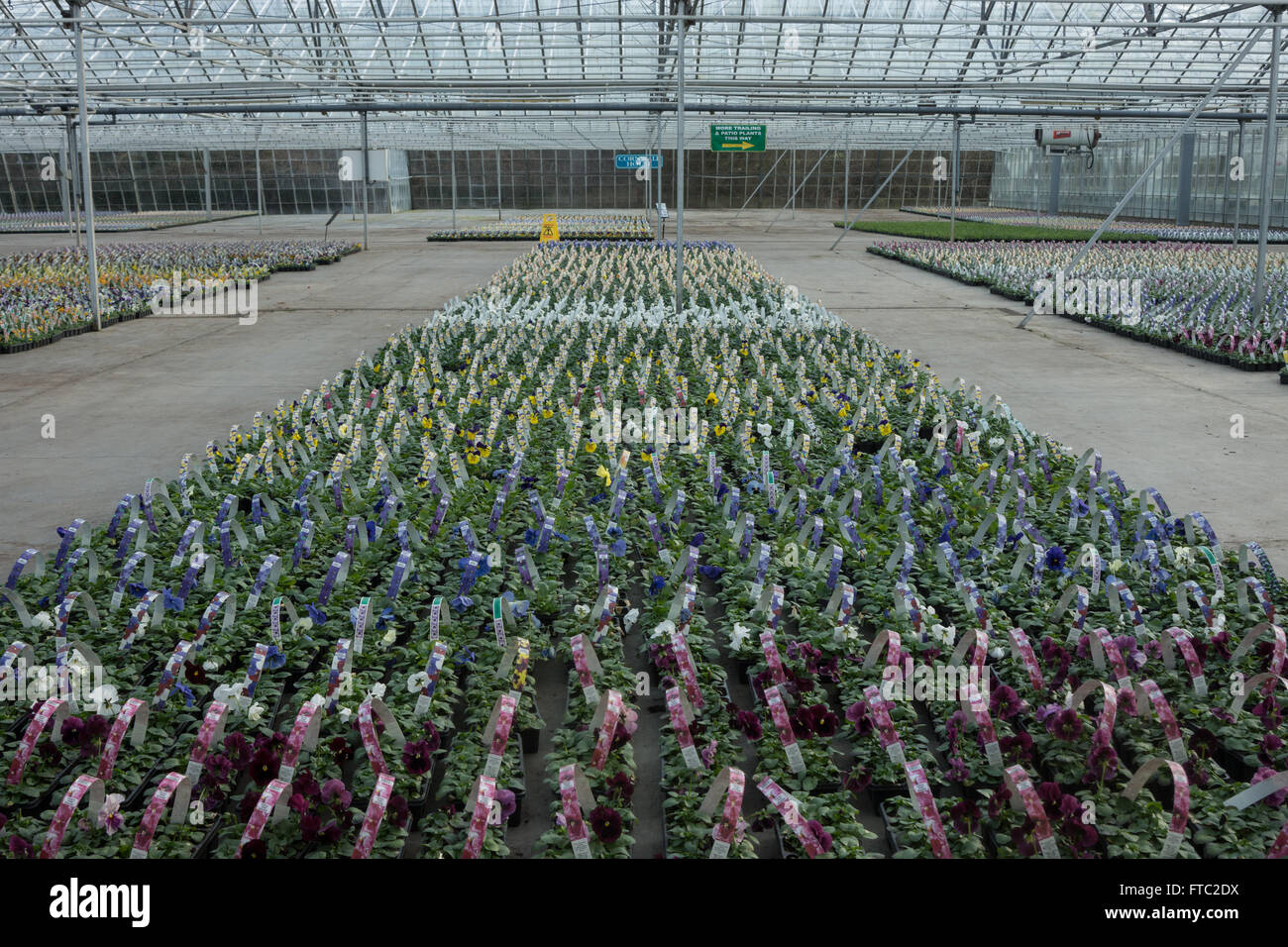 Pépinière de fleurs, serre commerciale, Banque D'Images