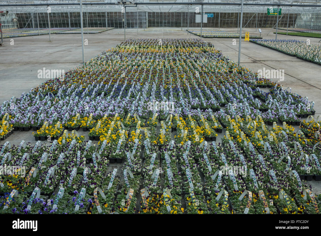 Pépinière de fleurs, serre commerciale, Banque D'Images