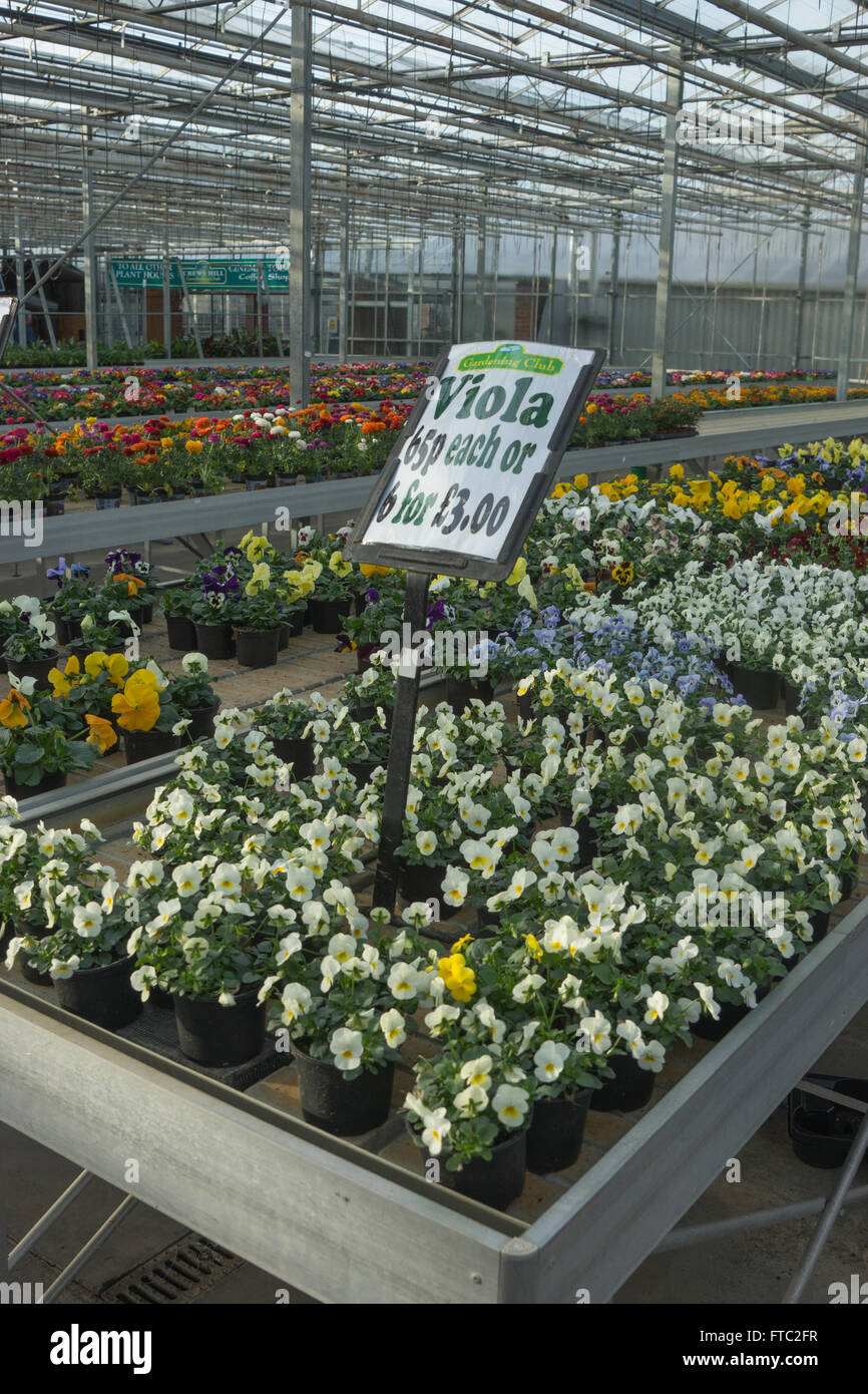 Viola fleurs à vendre, centre de jardin pépinière fleurs Banque D'Images