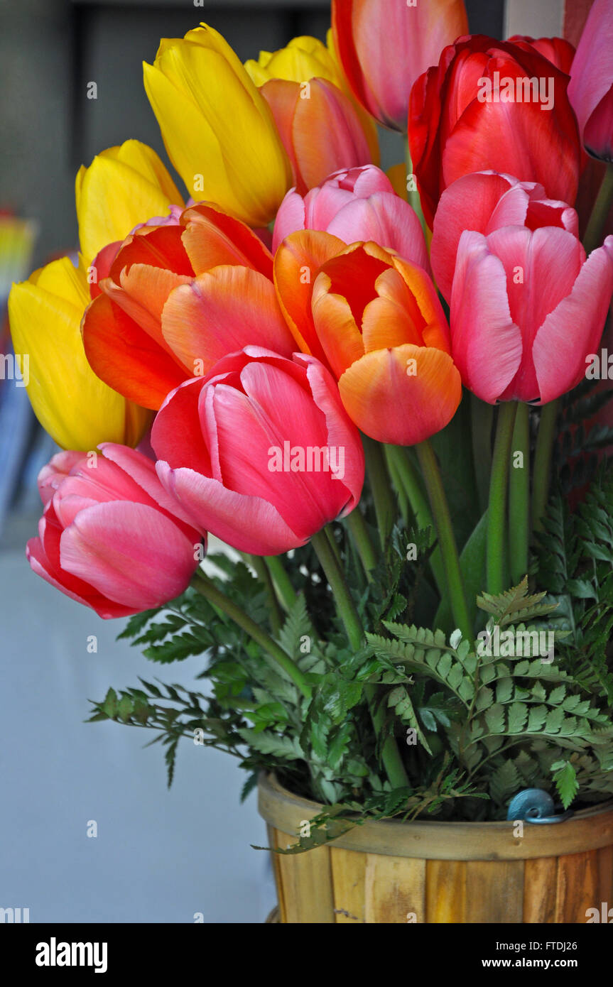 Printemps coloré tulipes arrangement de fleurs dans un panier Banque D'Images