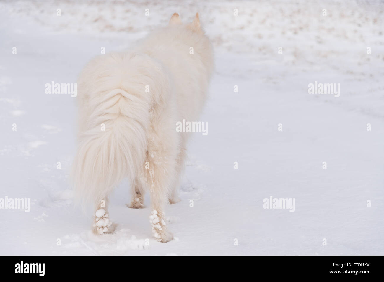 Chien samoyède avec de la neige sur la fourrure Banque D'Images
