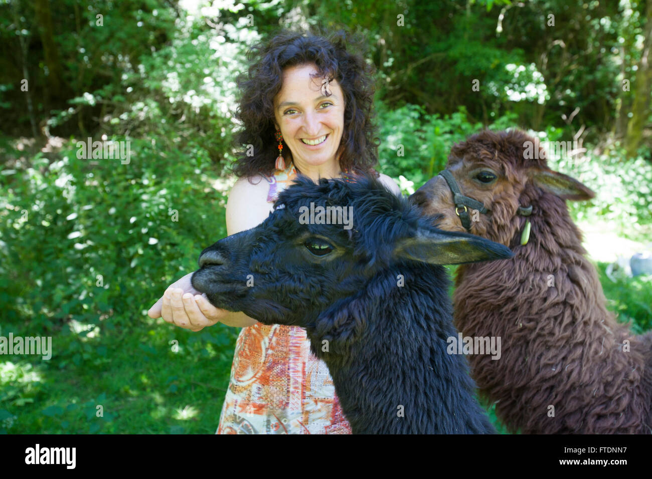 Lisa Vella-Gatt est arrivé au Portugal à partir de l'Angleterre en 2009 pour mettre en place Monte Frio alpagas, un projet où elle se reproduit les alpagas, qui produisent de la laine. Banque D'Images