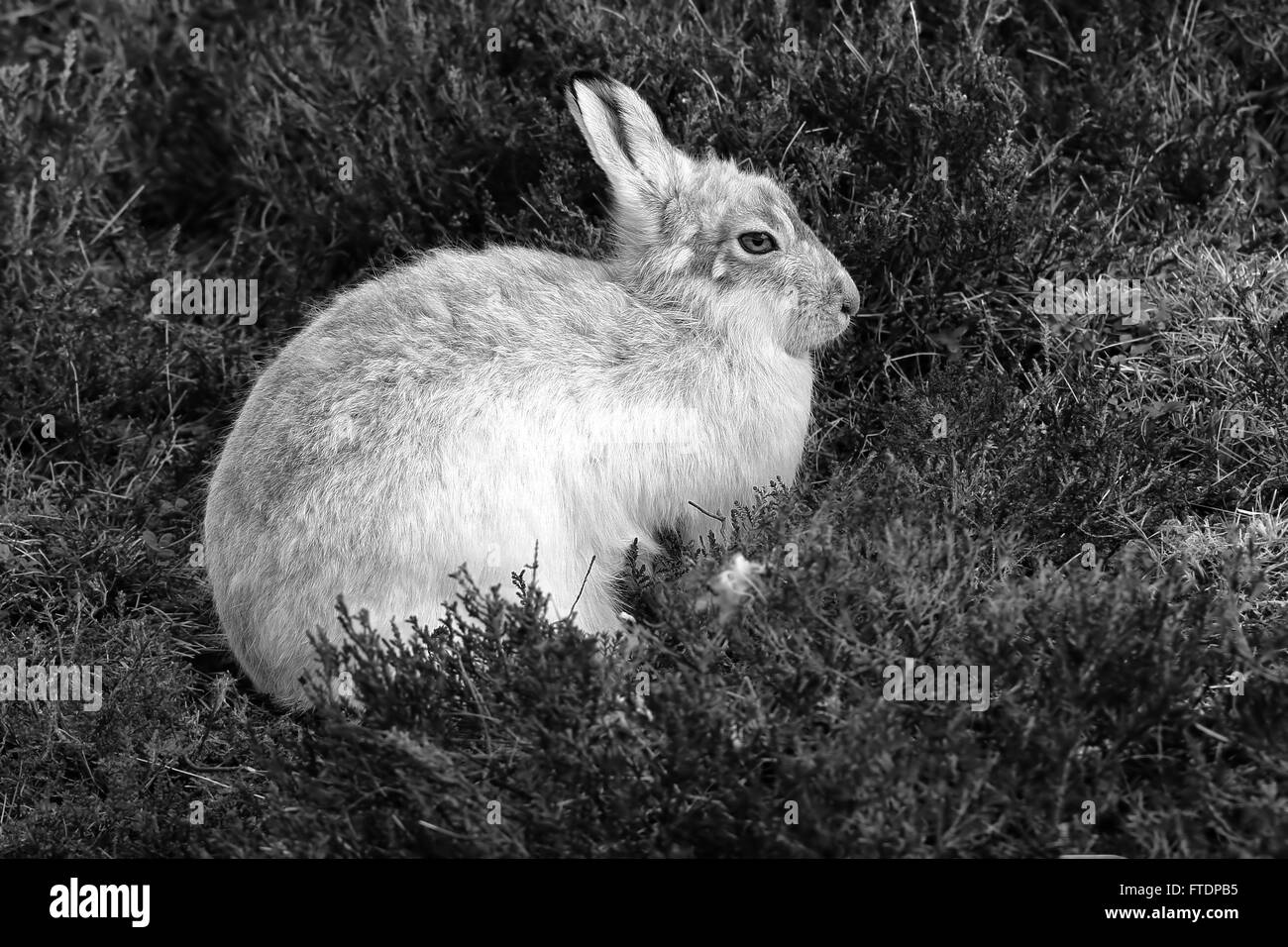 Le Lièvre variable (Lepus timidus), connue aussi sous le nom de hare. Ici vu sur une montagne écossaise dans la bruyère. Banque D'Images