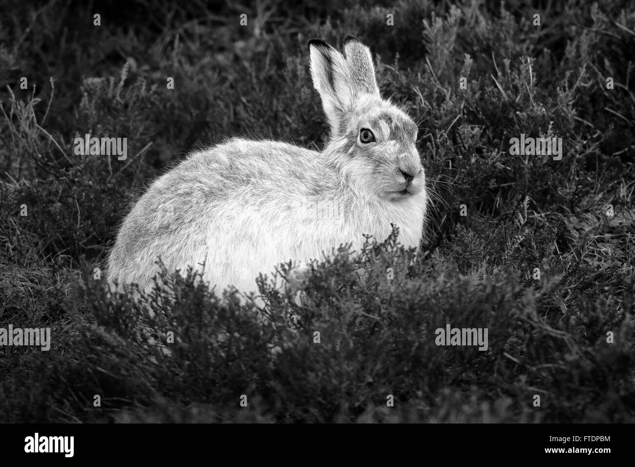 Le Lièvre variable (Lepus timidus), connue aussi sous le nom de hare. Ici vu sur une montagne écossaise dans la bruyère. Banque D'Images