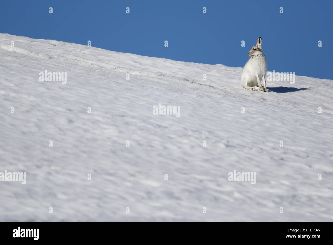 Le Lièvre variable (Lepus timidus), connue aussi sous le nom de hare. Ici vu sur une montagne écossaise dans la neige Banque D'Images