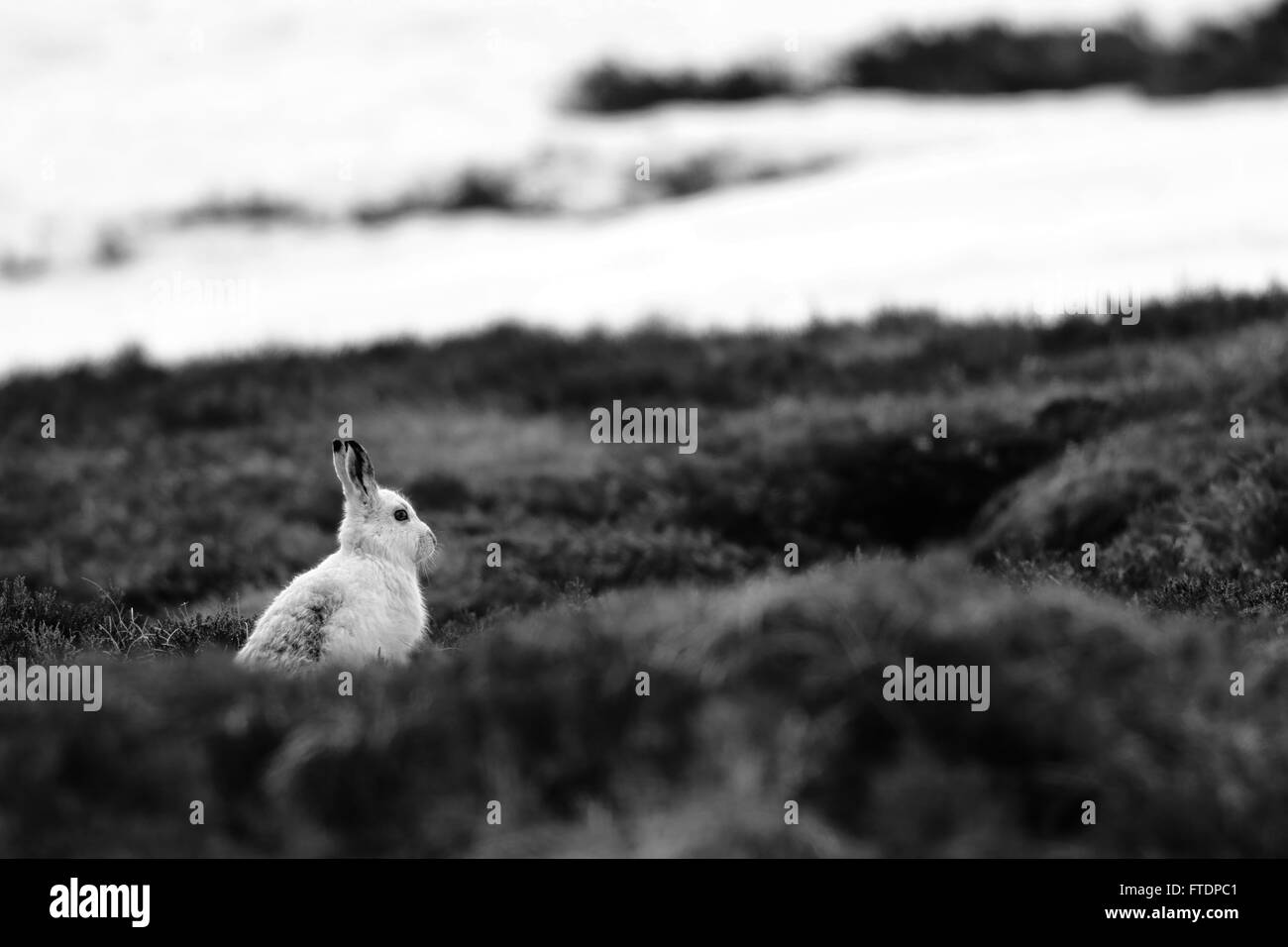 Le Lièvre variable (Lepus timidus), connue aussi sous le nom de hare. Ici vu sur une montagne écossaise dans la bruyère. Banque D'Images