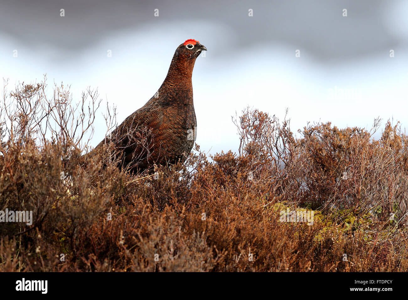 Lagopède des saules (Lagopus scotica) parmi les bruyères et couverts de neige montagne en arrière-plan Banque D'Images