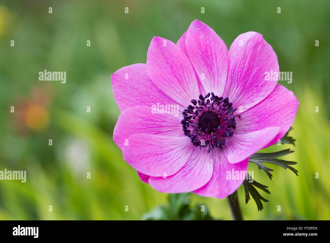 L'harmonie de la série fleurs anémone au printemps Photo Stock - Alamy