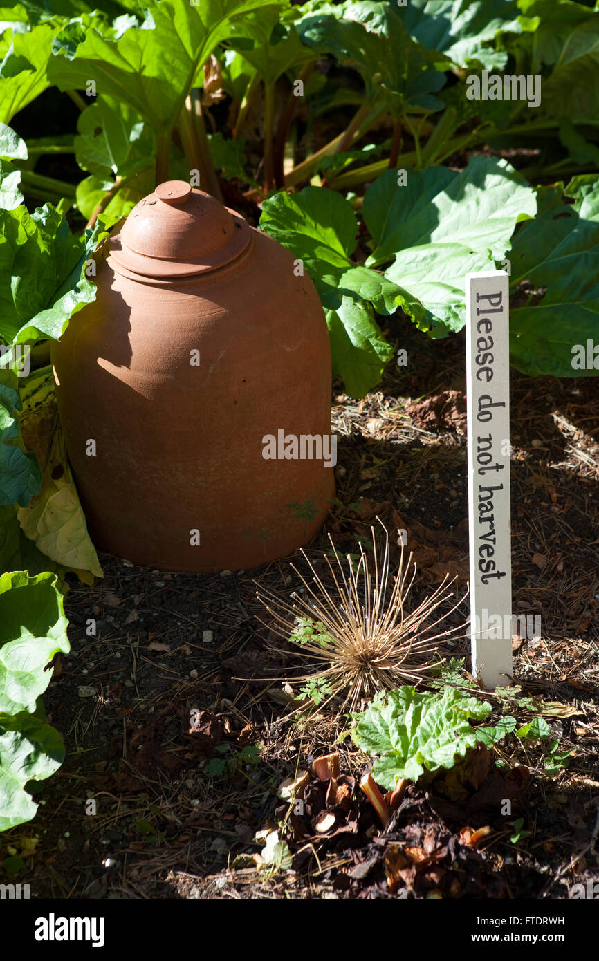Une cloche en terre cuite utilisé pour forcer la rhubarbe est palced sur les jeunes plantes de les garder dans le noir pour aider à garder les tiges de fruits doux et juteux à mesure qu'ils grandissent dans l'espace clos. Un signe à proximité demande pour les gens de ne pas prendre l'usine. Banque D'Images