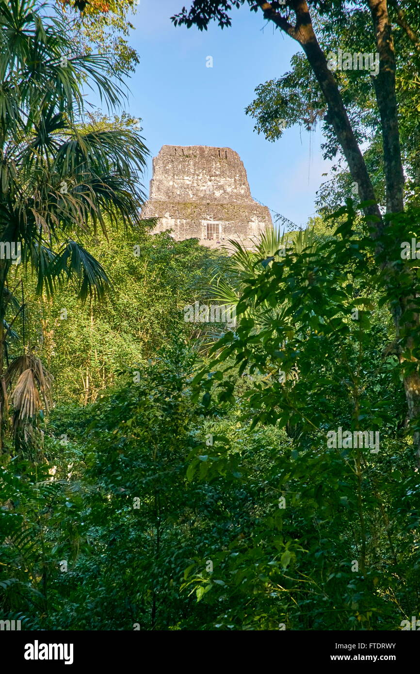 Ruines mayas - Temple IV, le parc national de Tikal, Guatemala, Yucatan, l'UNESCO Banque D'Images