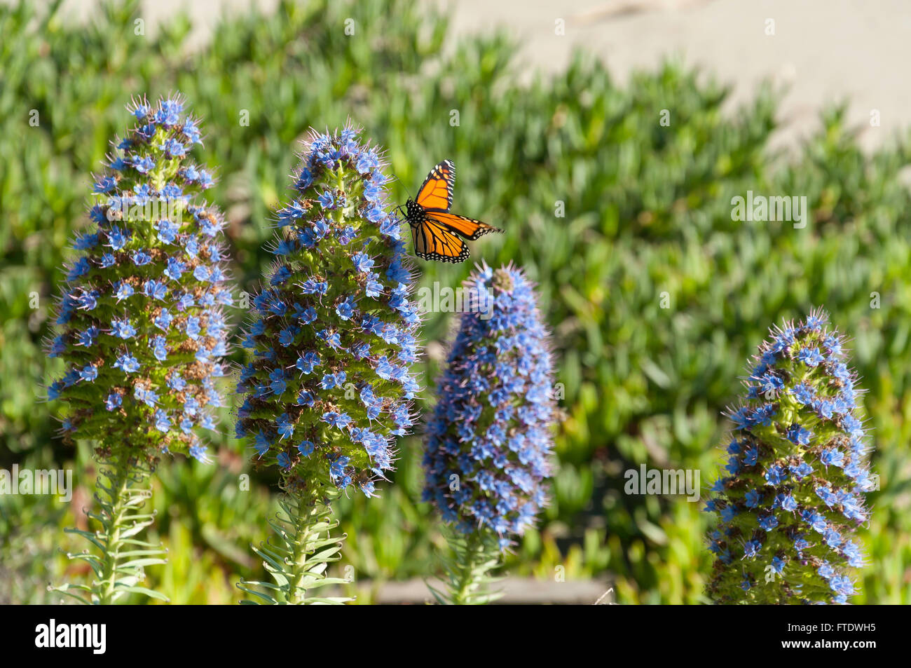 Papillon monarque sur fleur plante, Gollands Point, Esplanade, Sumner, Christchurch, Canterbury, Nouvelle-Zélande Région Banque D'Images