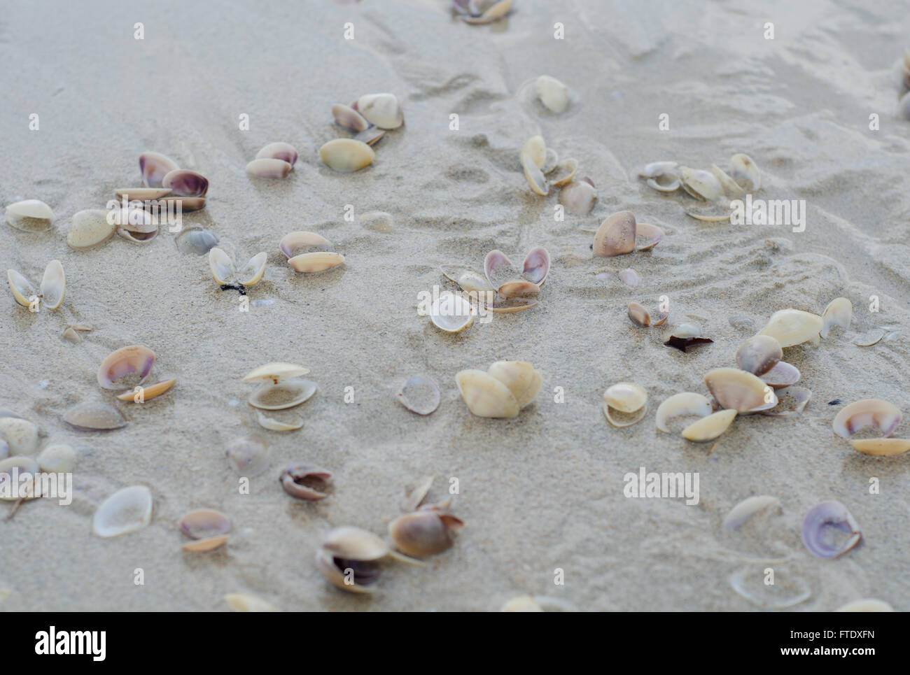 Plage de sable avec des coquillages humides contexte Banque D'Images