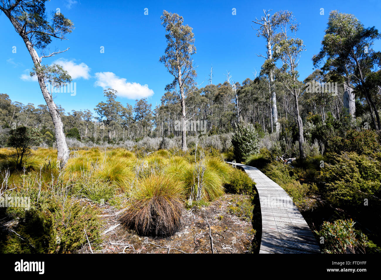 L'herbe (bouton Gymnoschoenus tricolor), Lake St Clair, socle Mountain-Lake St Clair National Park, Tasmanie, TAS, Australie Banque D'Images