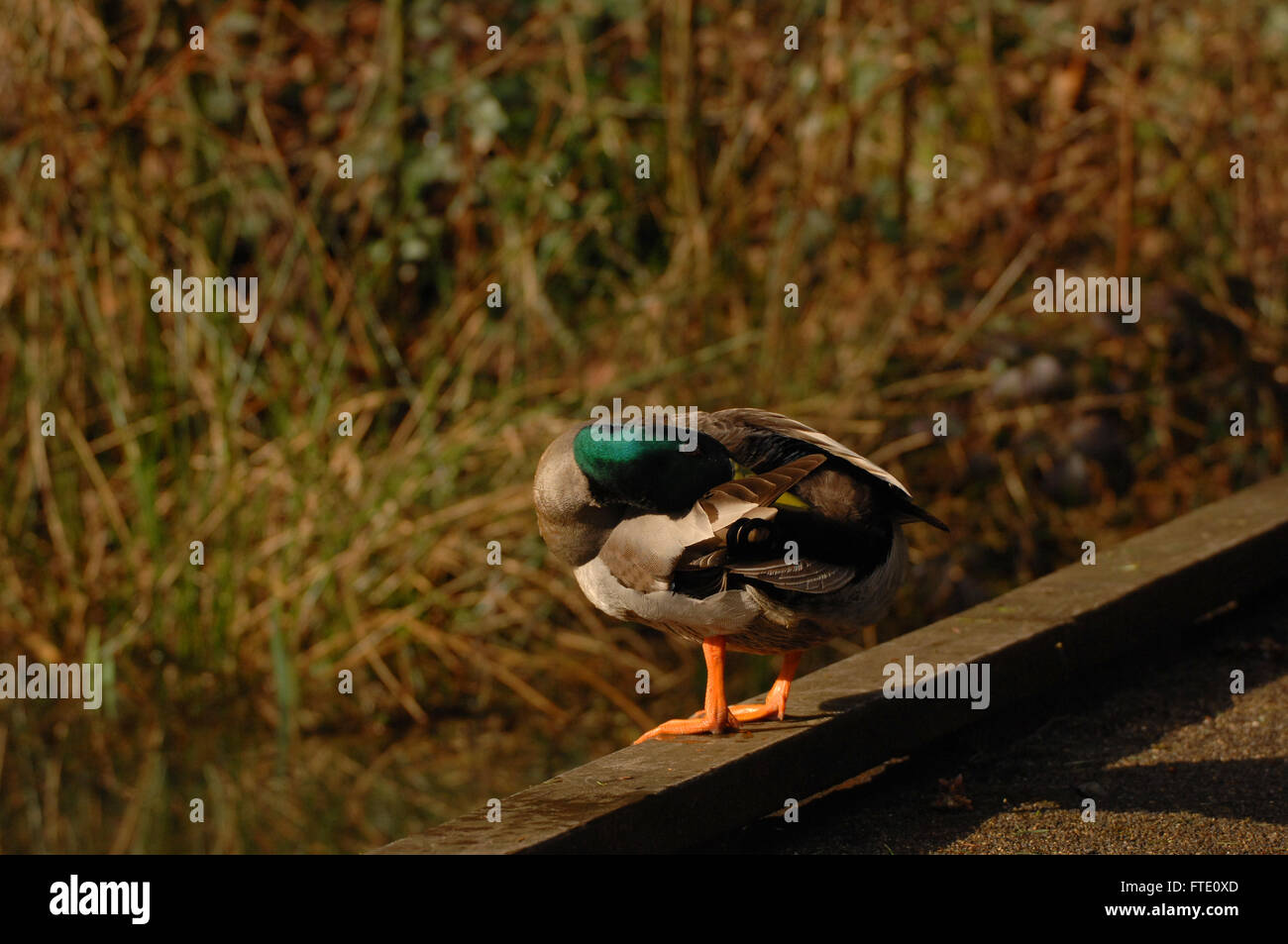 Canard colvert mâle au lissage Banque D'Images