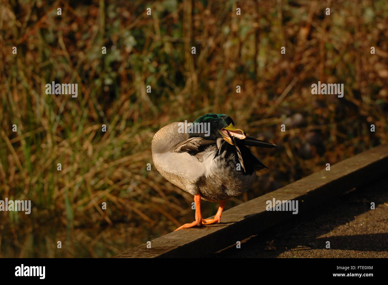 Canard colvert mâle au lissage Banque D'Images