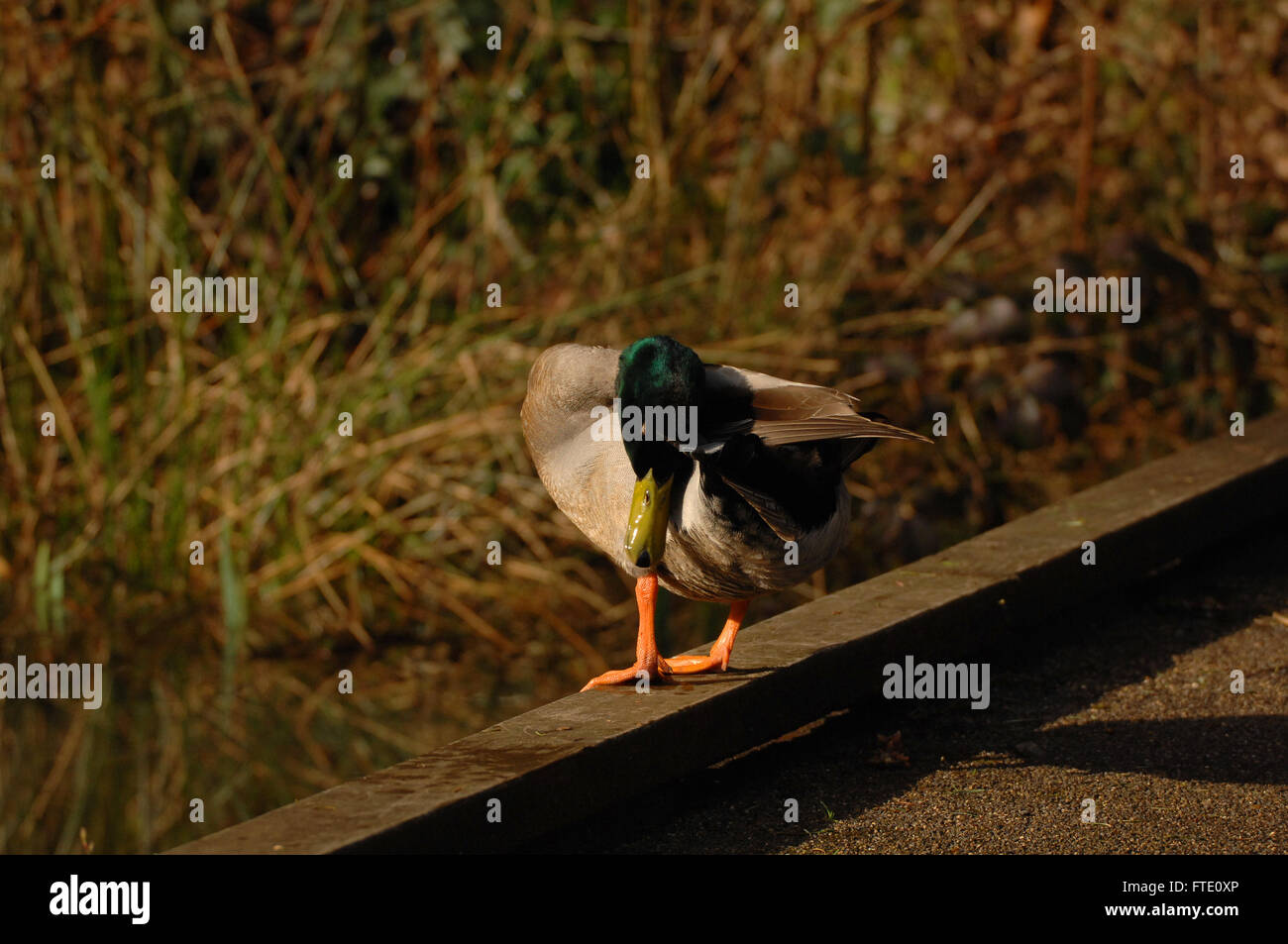Canard colvert mâle au lissage Banque D'Images