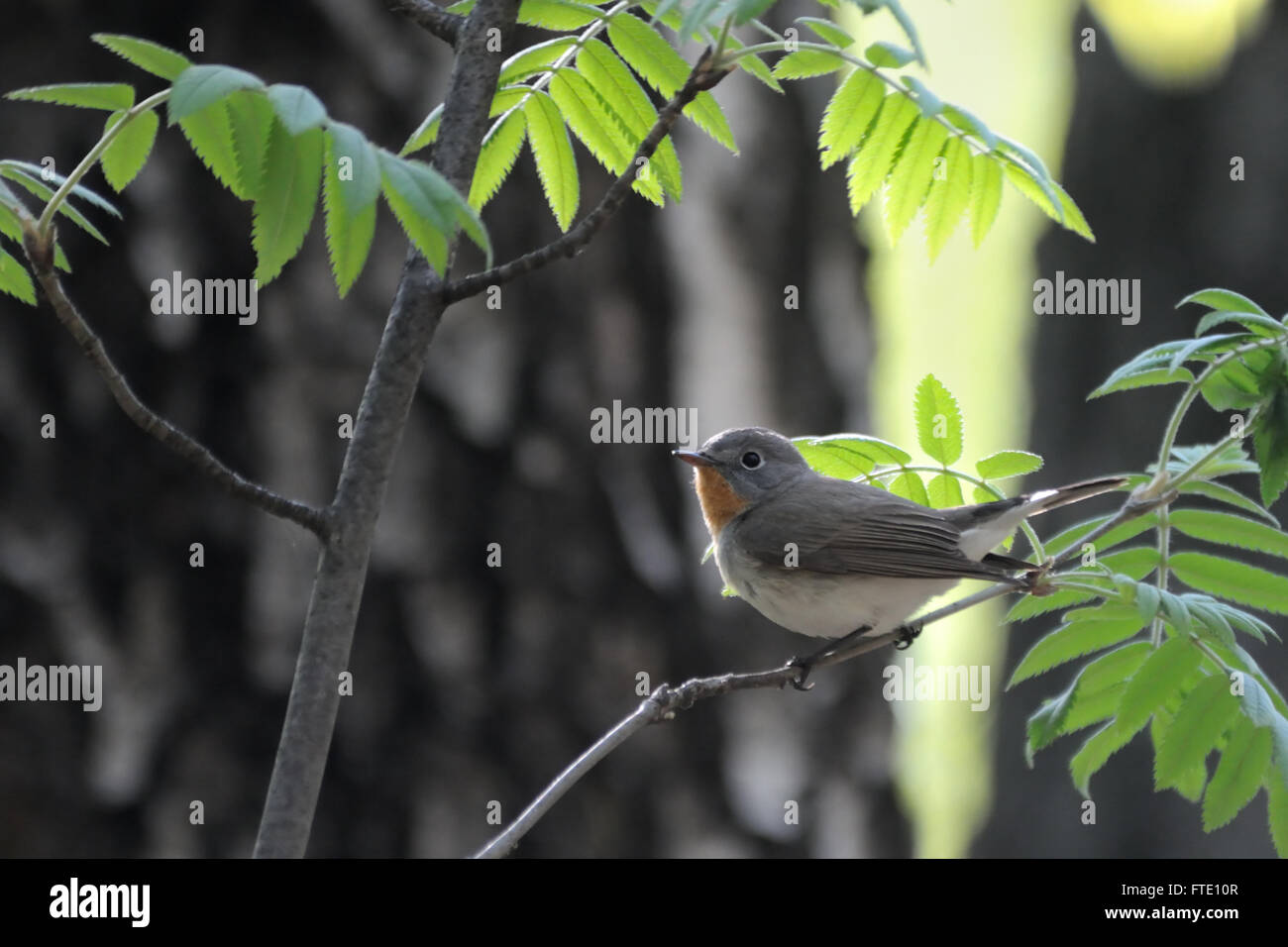 Perching mâle, rouge-breasted Flycatcher (Ficedula parva) en forêt au printemps. La région de Moscou, Russie Banque D'Images