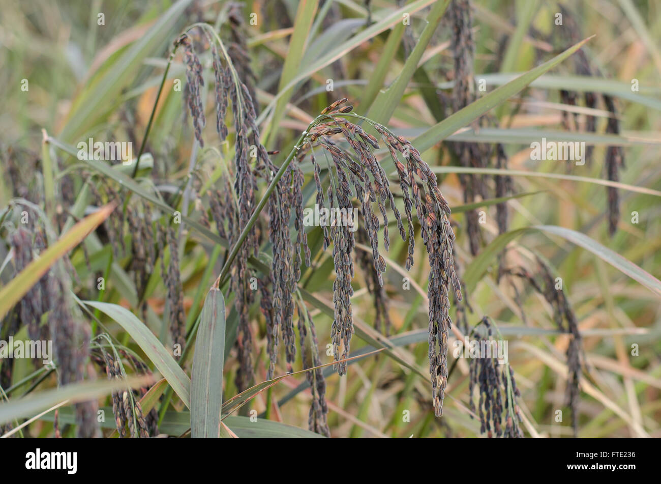 épi de riz Banque de photographies et d’images à haute résolution - Alamy