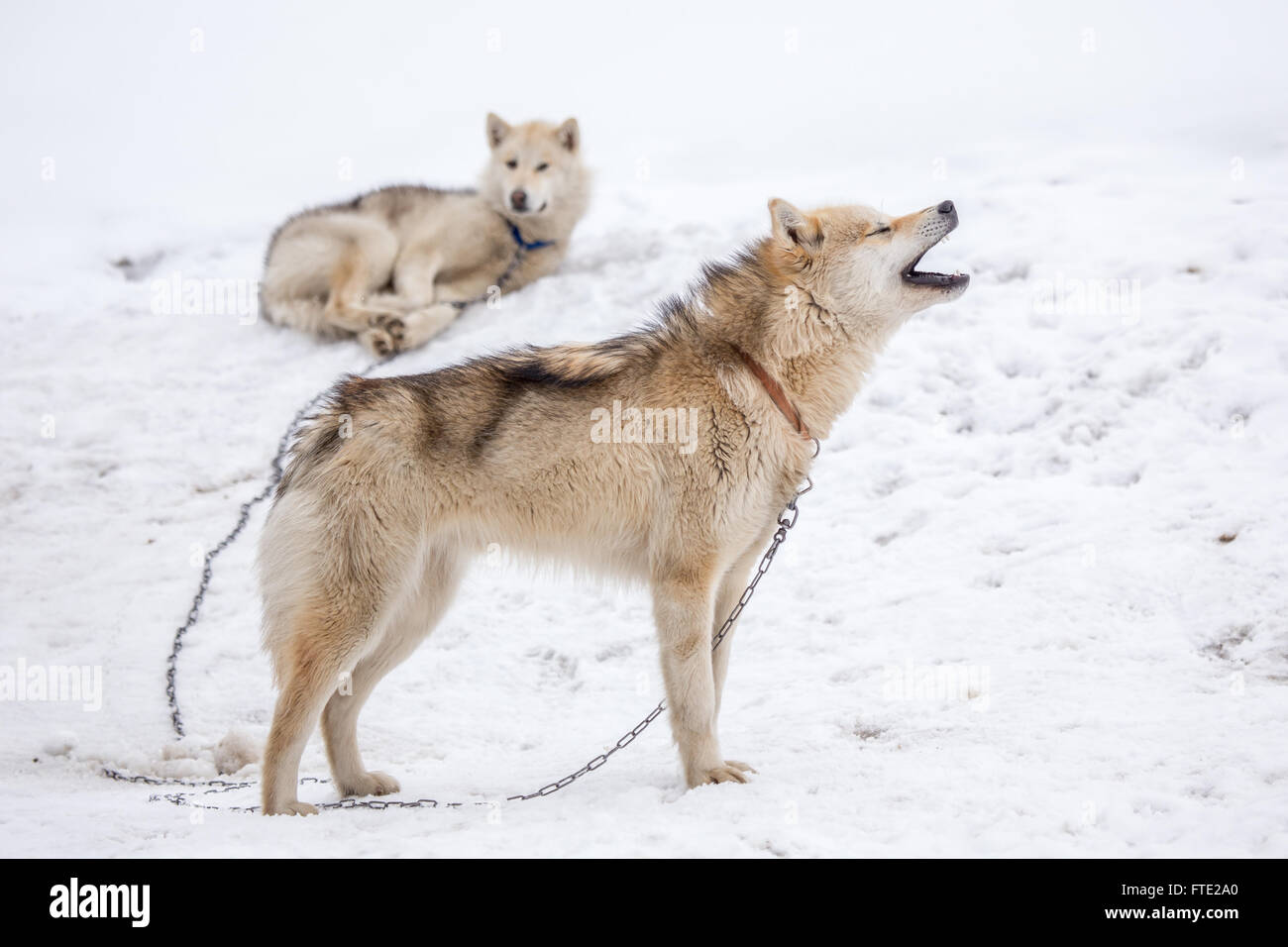 Traîneau à chiens qui aboient, chien husky groenlandais, Sisimiut, Groenland 2015 Banque D'Images