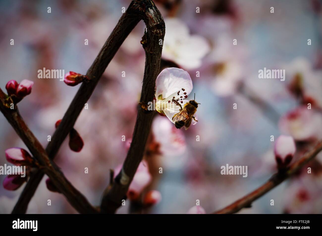 Seule fleur de cerisier et d'une abeille dans Fragrant hills park Beijing, Chine Banque D'Images