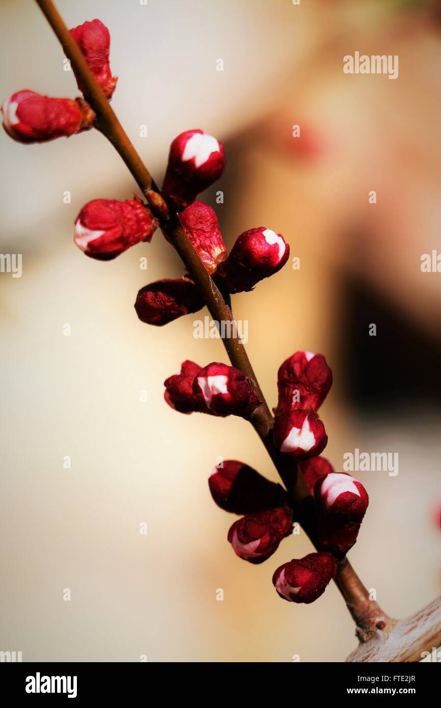 Close up of cherry blossom bourgeons. Banque D'Images