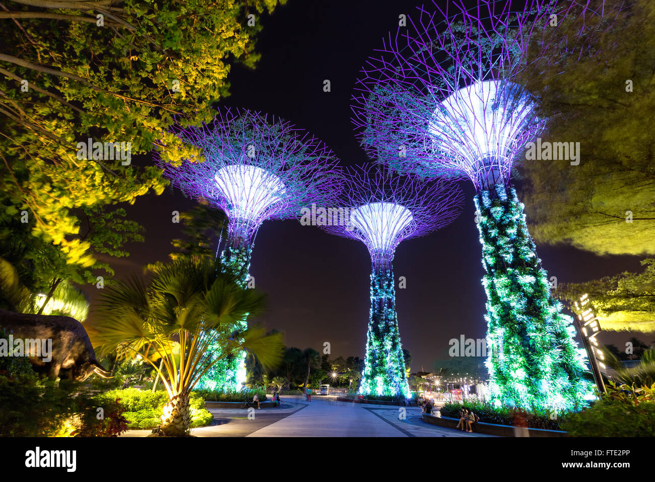 Supertree Grove dans les jardins de la baie à Singapour Banque D'Images