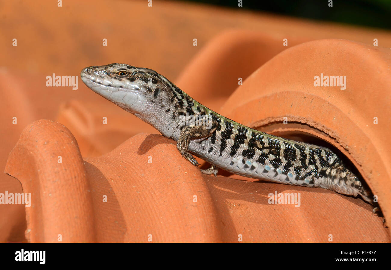 Portrait de lizard Banque D'Images