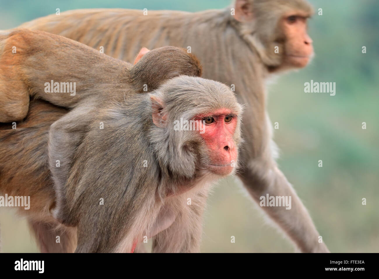 Portrait de Macaques Rhésus (Macaca mulatta), Inde Banque D'Images