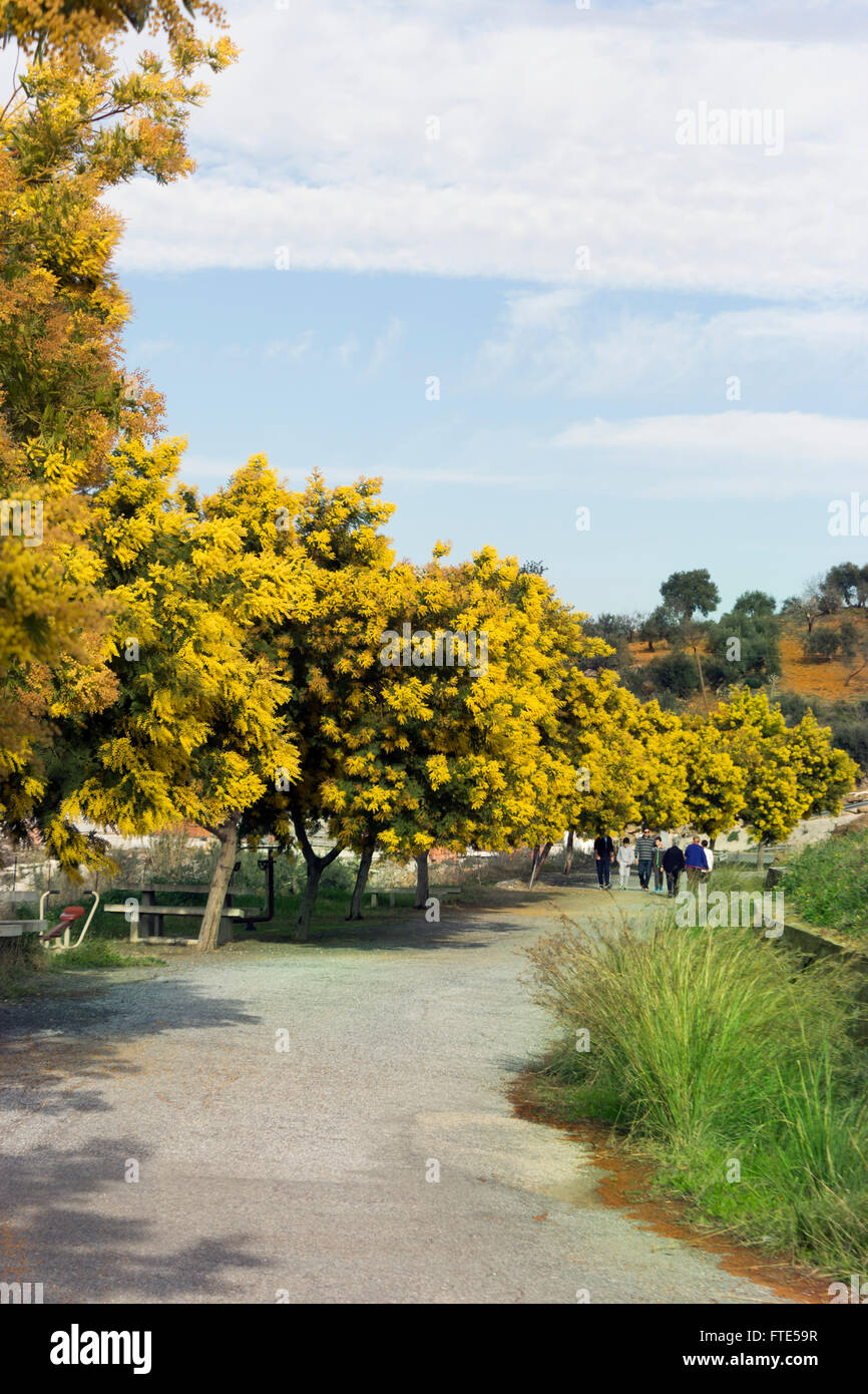 Mimosas en fleurs, en Espagne, au printemps. Banque D'Images