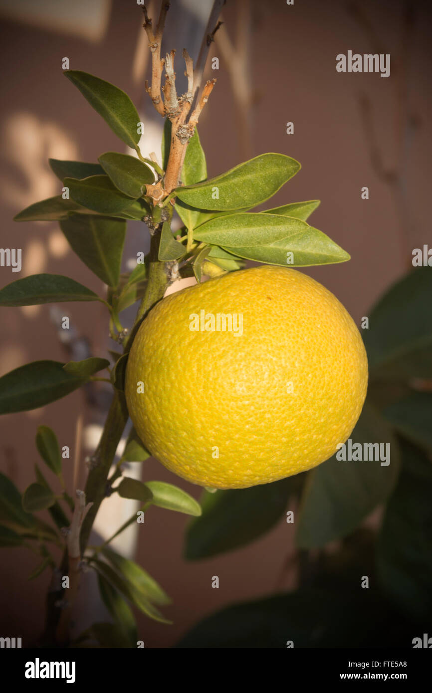 Orange petite growing on tree. Banque D'Images