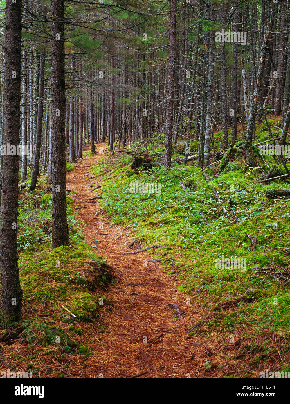 Sentier des Appalaches dans le Maine Banque D'Images