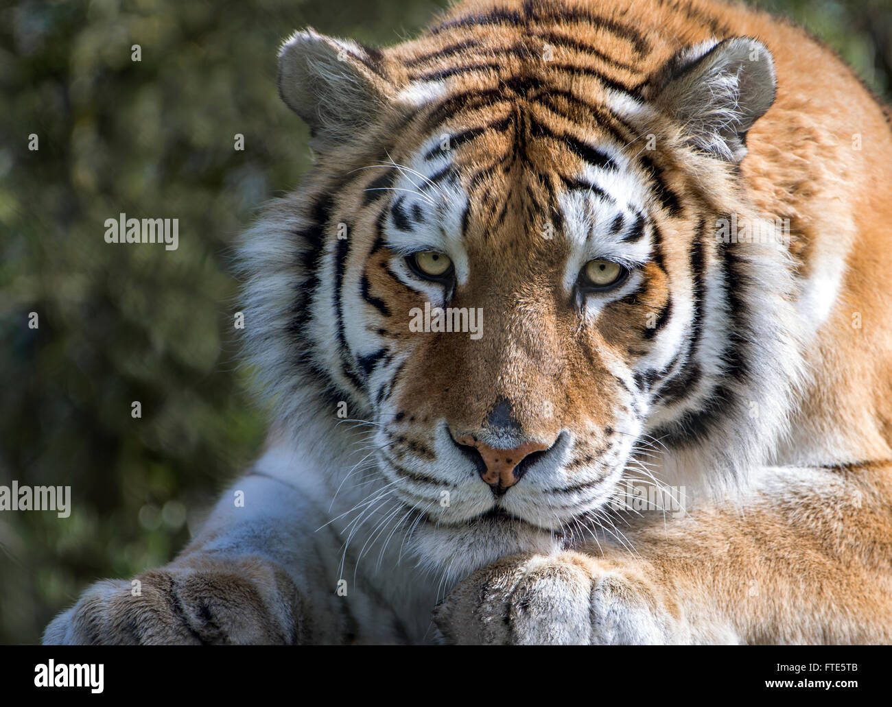 L'Amour (femelle) de Sibérie tiger à la caméra en Banque D'Images
