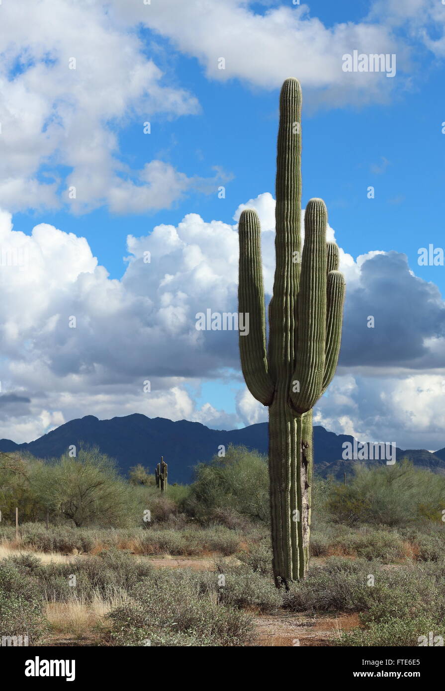 Saguaro Cactus - Cactus dans le désert avec ciel bleu et les montagnes en arrière-plan Banque D'Images