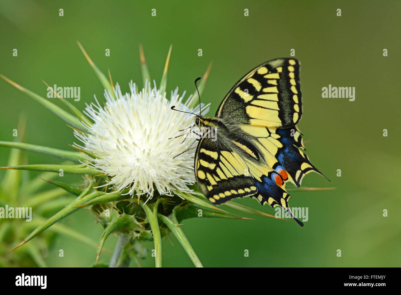 Papillon machaon - Papilio machaon - sur une fleur d'épine Banque D'Images