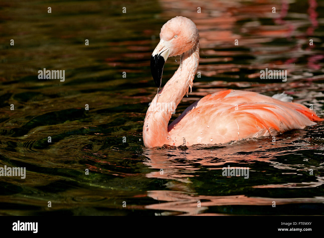 L'un rouge Flamingo est nager à la voir Banque D'Images