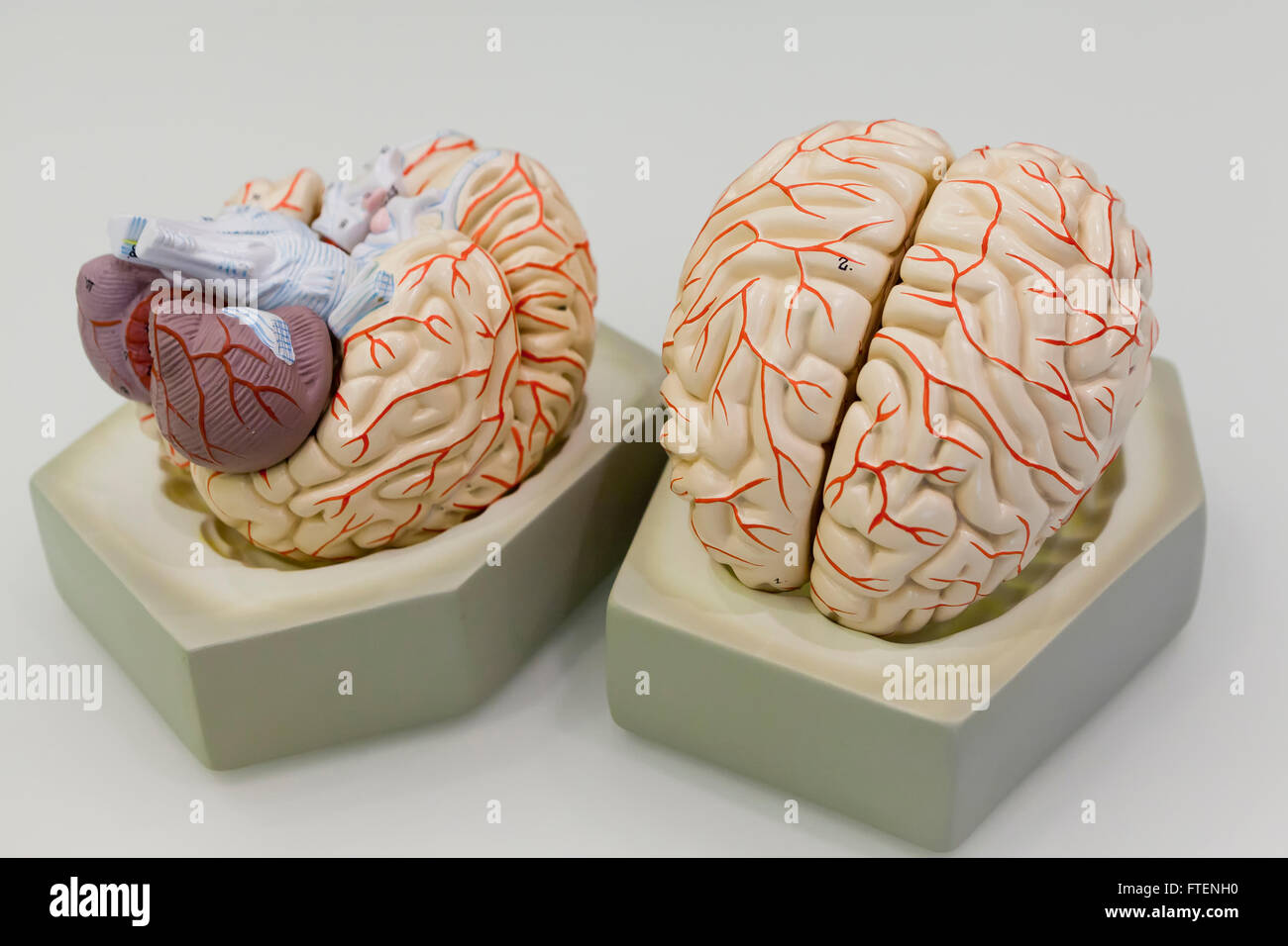 Modèle du cerveau humain - USA Banque D'Images