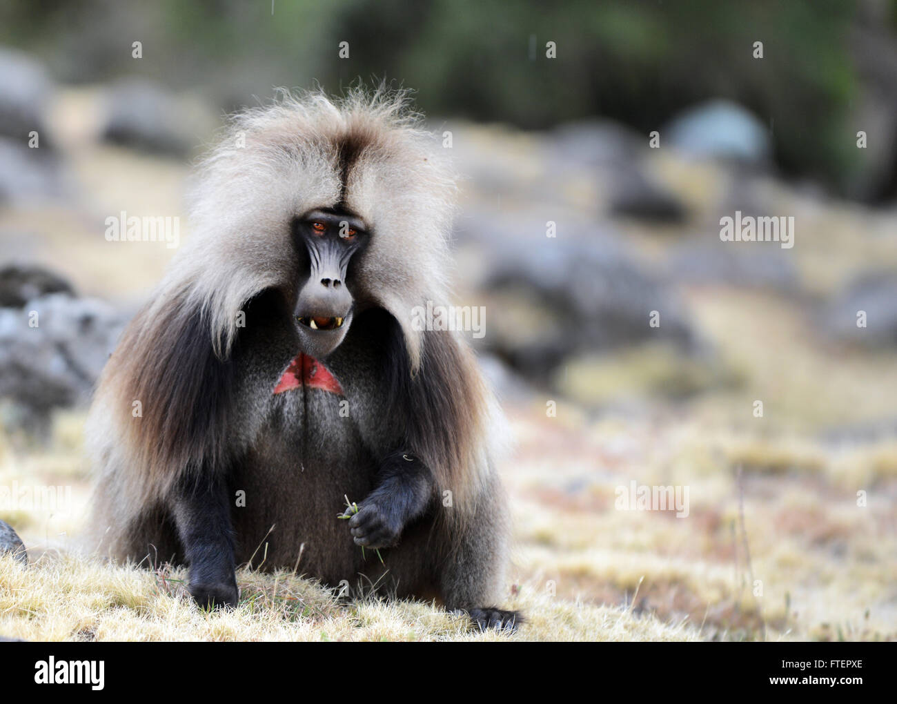 Un mâle (Theropithecus gelada babouin gélada) dans les montagnes du Simien en Éthiopie. Banque D'Images