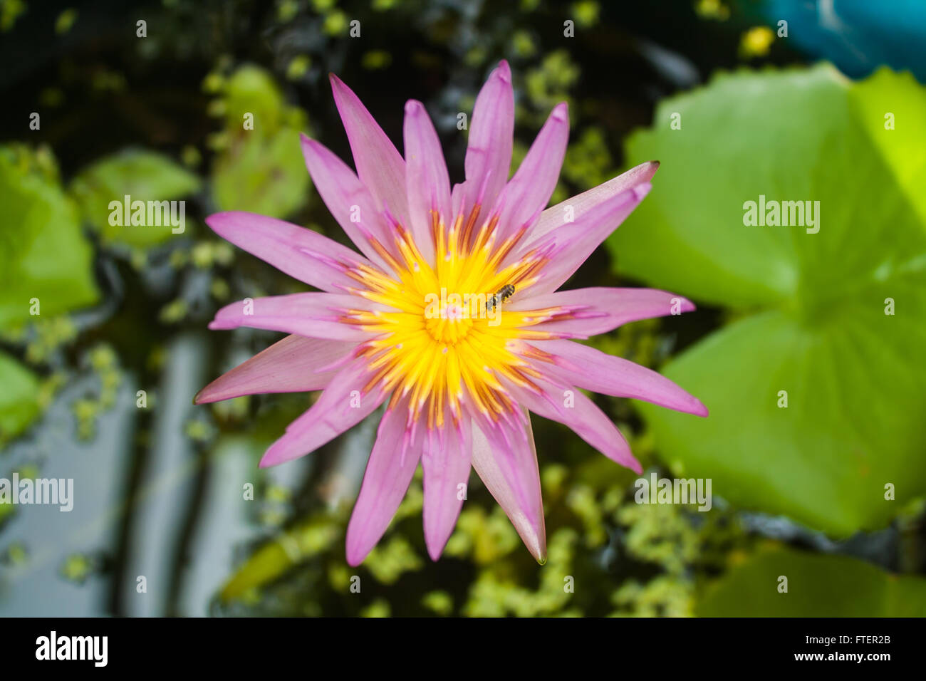 Belle Lotus (Nelumbo sp.) dans l'étang avec des abeilles Banque D'Images