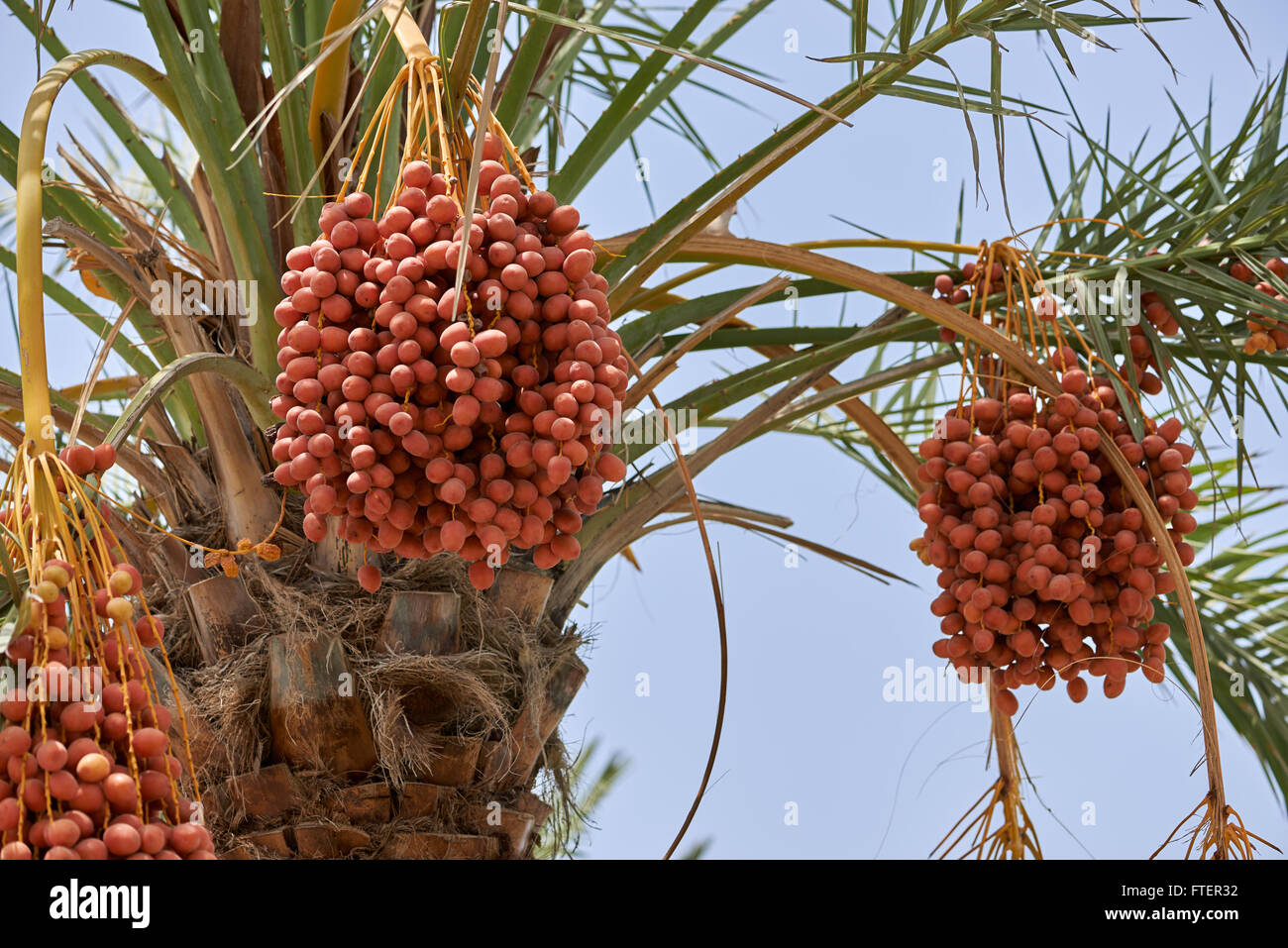 Dates de maturation date suspendu à un palmier dans Muscat Oman Banque D'Images