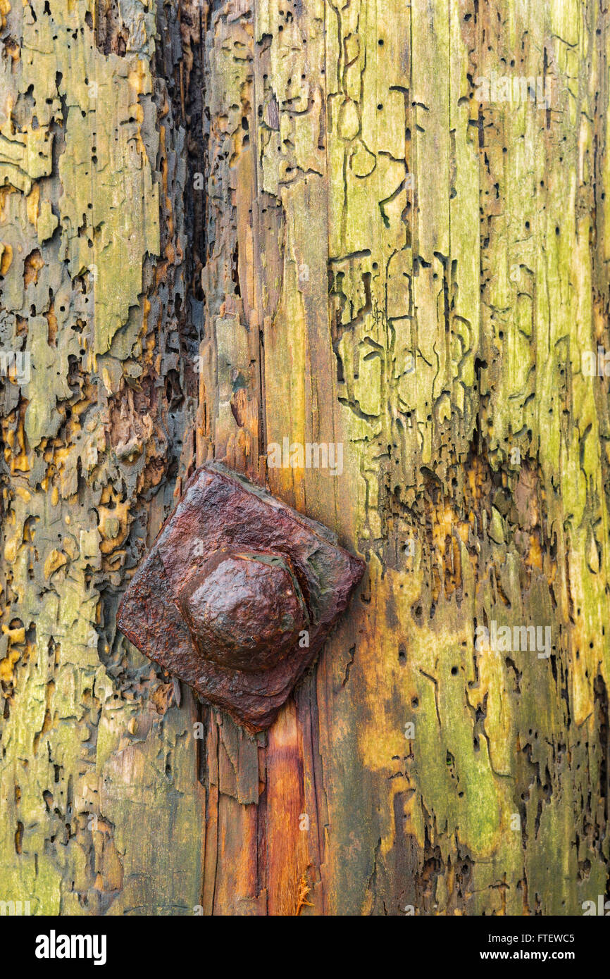 Woodworm Golf Polo crée des dommages certains beaux modèles sur certains bois pourri. Banque D'Images