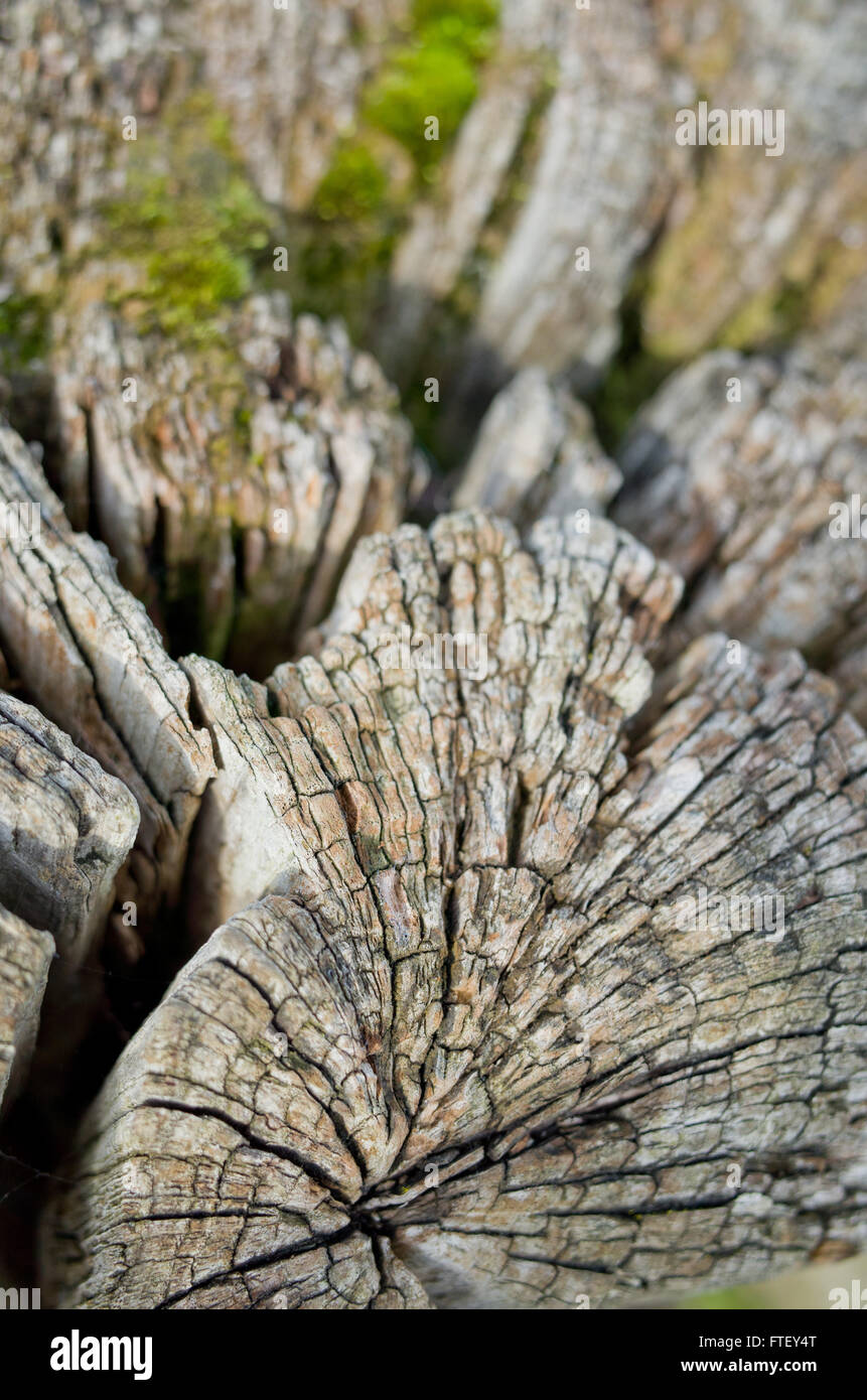 La texture du bois de vieux tronc d'arbre de perles Banque D'Images