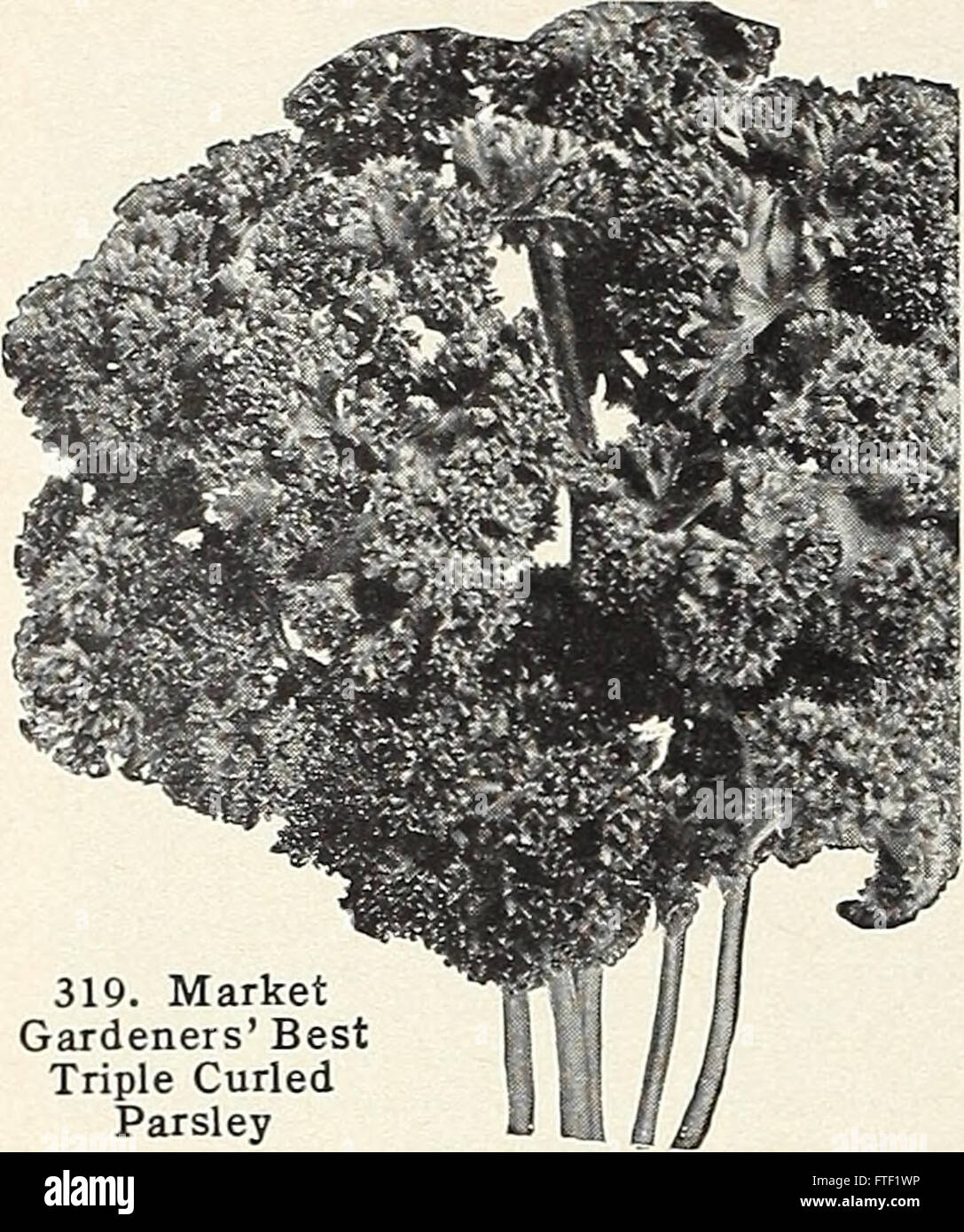 Ce catalogue 1961 propose une sélection de graines pour la plantation, y compris des fleurs, des légumes et des herbes, destinées aux jardiniers de la région de Capitol City. Le catalogue met en évidence des recommandations de plantation saisonnière et des conseils de jardinage pour une croissance optimale. Banque D'Images