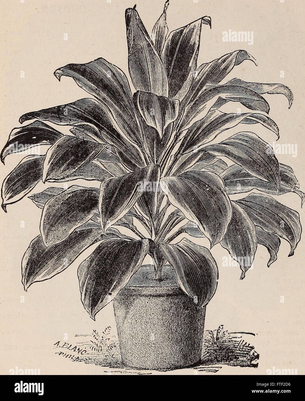 Catalogue descriptif et illustré annuel de nouvelles, rares et belles plantes (1892) Banque D'Images