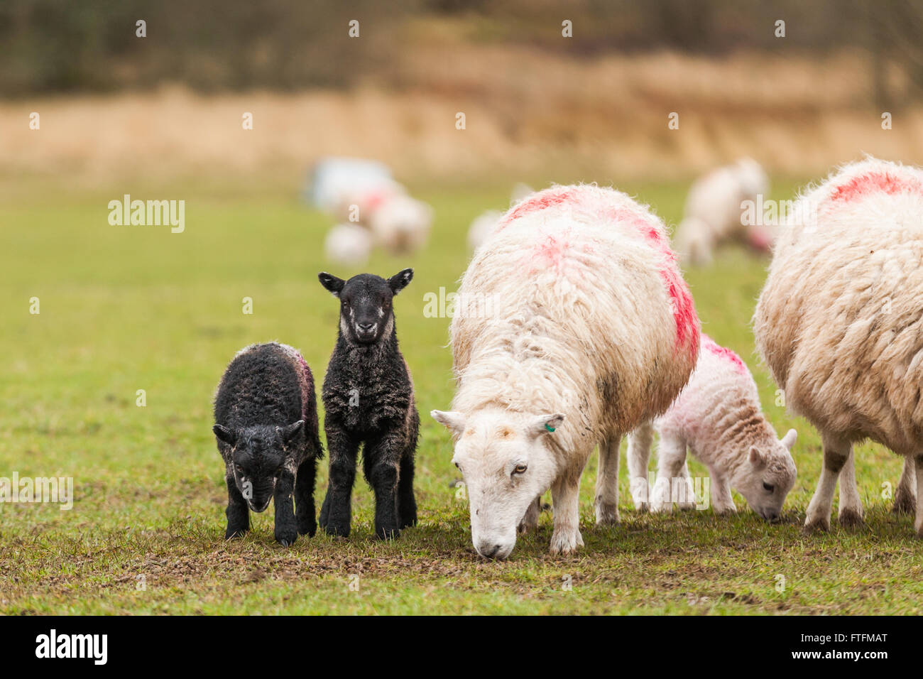 Une brebis noire et deux agneaux dans un champ. Crédit : Ian Jones/Alamy Live News Banque D'Images
