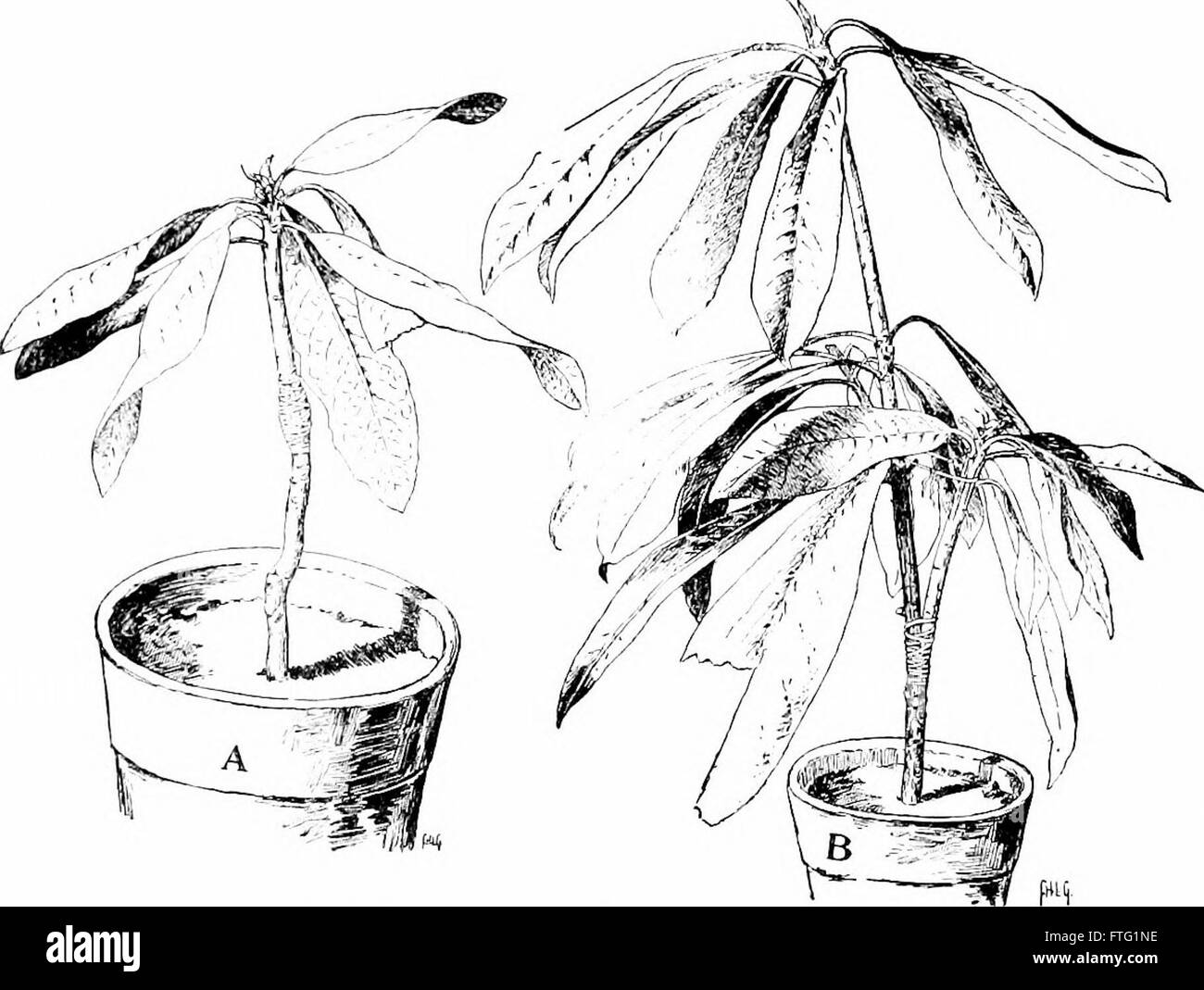 La 'Cyclopedia of American Horticulture' se concentre sur la culture de diverses plantes horticoles, fournissant des conseils sur la culture de fruits, légumes, fleurs et plantes ornementales, ainsi que des descriptions détaillées des espèces pour chaque type de plante. Banque D'Images