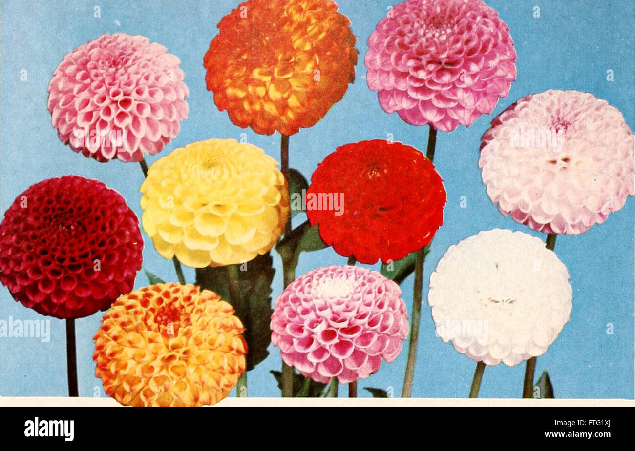 Dahlias - plus de 75 variétés végétales proposées dans ce dossier ventes spéciales (1959) Banque D'Images