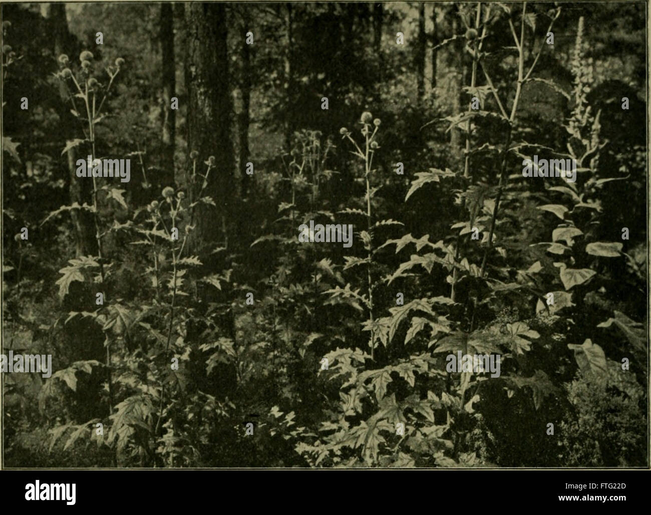 'DAS Leben der Pflanze' (1906) explore les processus de vie et de croissance des plantes, offrant des informations détaillées sur la biologie végétale, la reproduction et leur rôle dans l'écosystème. Banque D'Images